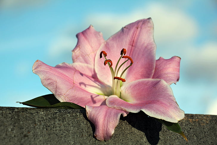 Lily, bunga, Blossom, mekar, batu, alam, merah muda
