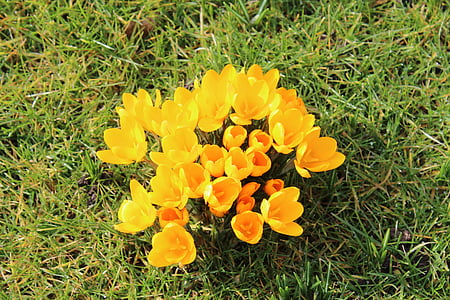 Crocus, gul, blomster, forår