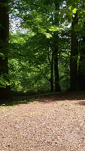 forest, nature, summer, tree, footpath, outdoors, woodland
