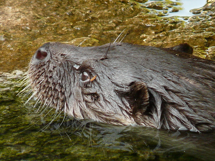 otter, marten, land predator, swimmer, water, fur, wet