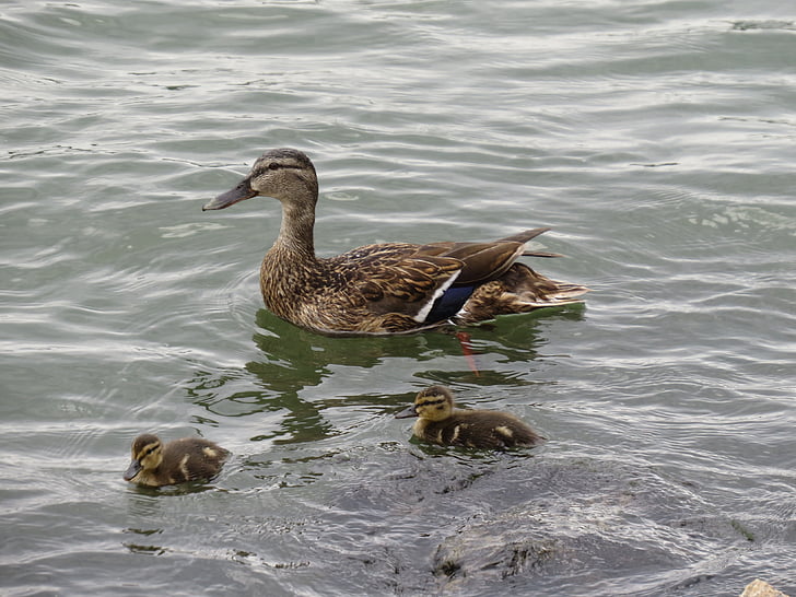 duck, duck mother, water bird, ducklings, river, rhine, cologne