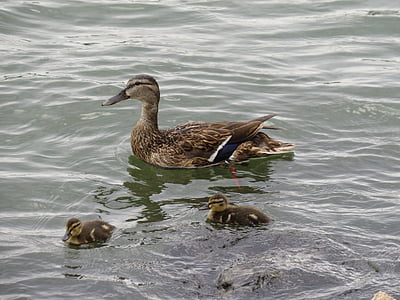 오리, 오리 어머니, 물 새, ducklings, 강, 라인 강, 코 오 롱