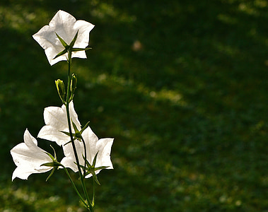 flors, campanes, blanc, flor, flor, planta, bonica