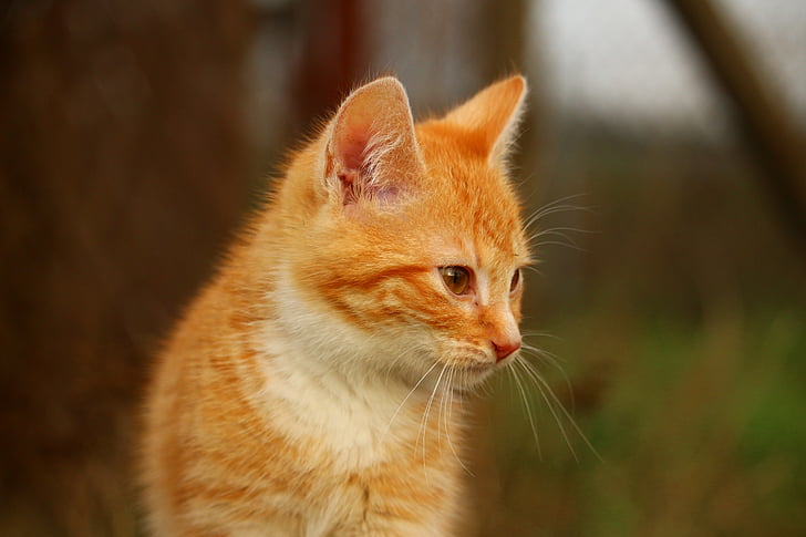 котка, коте, трева, котка baby, червена котка, млад котка, червено тигрово таби