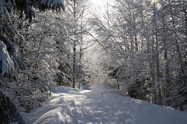 mùa đông, tuyết, Frost, lạnh, chi nhánh, Thiên nhiên