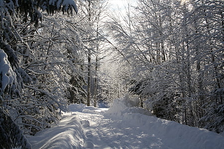 冬, 雪, 霜, 冷, 枝, 自然