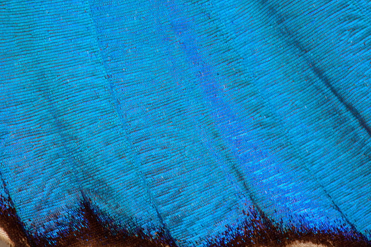 butterfly, exotic, south america, amazon, iridescent, scale, wing scales