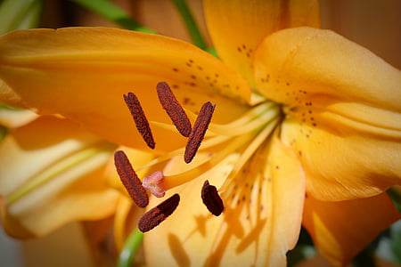 Lily, Blossom, Bloom, fermer, pollen, fleur, famille des liliacées
