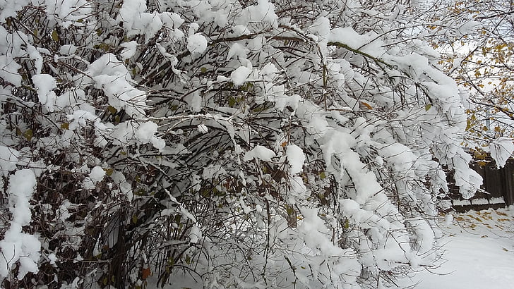 arbre, neu, l'hivern, natura, fred, blanc, branques