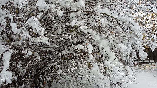 träd, snö, vinter, naturen, kalla, vit, grenar