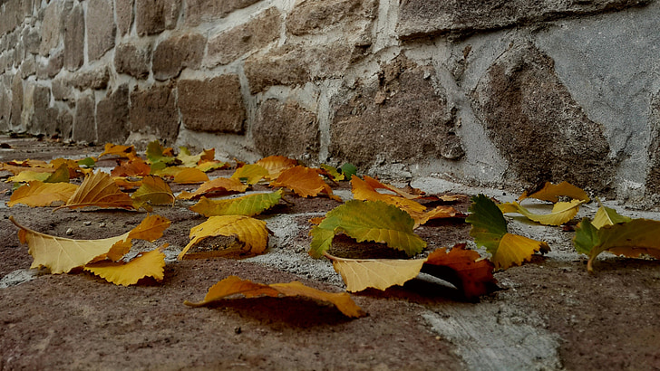 Bladeren, herfst, Sille, blad, geel, natuur, achtergronden