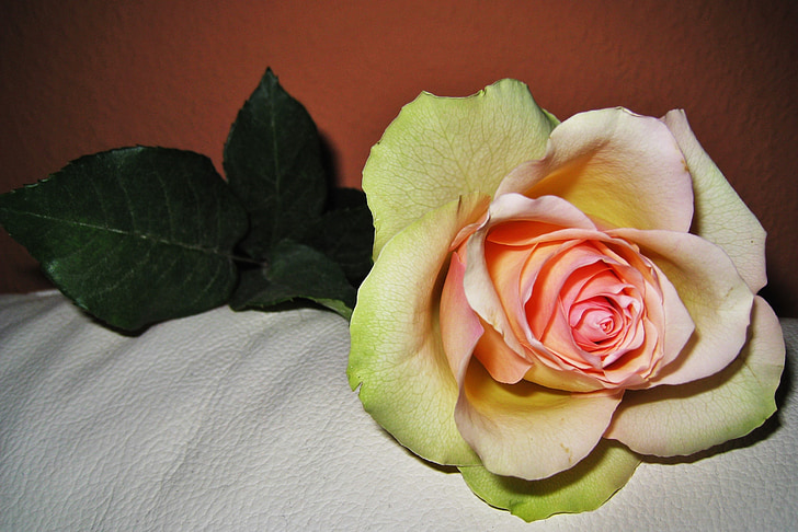 Rožė, Valentino diena, meilės gėlė, žiedų, žydėti, gėlė, Romantika