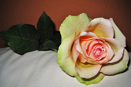 Rosa, dia de Sant Valentí, la flor d'amor, flor, flor, flor, Romanç