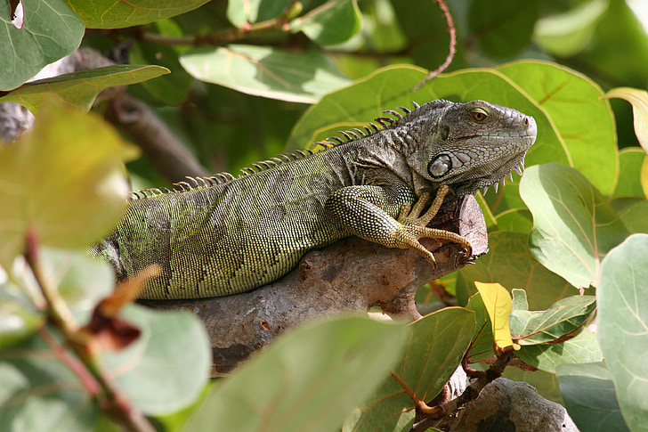 iguana, west indies, green, green iguana, reptiles, animal, fauna