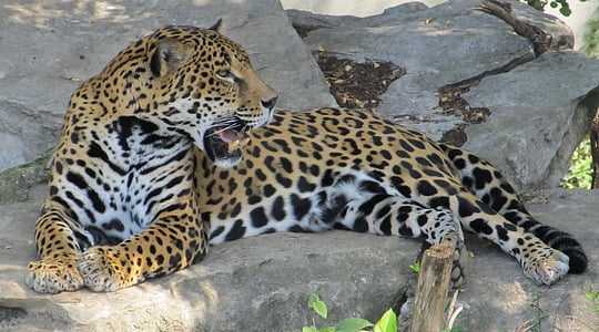 Jaguar, büyük kedi, kedi, memeli, yırtıcı hayvan, etobur, yaban hayatı