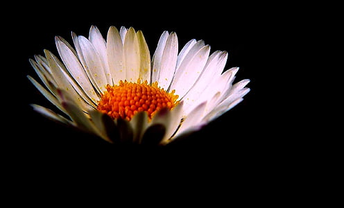 Daisy, kwiaty, Natura, kwiat, roślina, makro, wiosna
