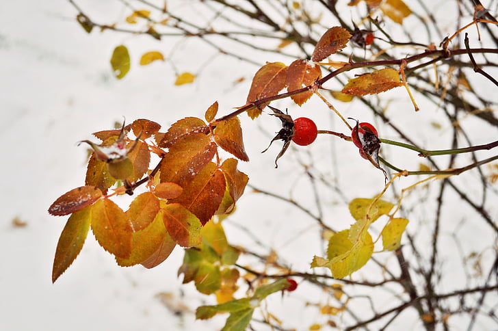 winter, leaves, rosehips, rose, autumn, snow, leaf