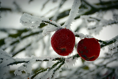 invierno, Apple, frío, Frost, hielo, árbol de manzana, helado de manzanas