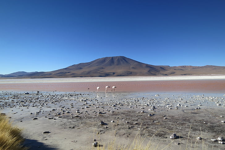 Chile, flamingoer, vulkan, saltsø, ørken, tør, landskab