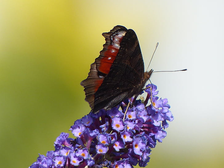 Peacock butterfly, tauriņš, vasarā ceriņi, daba, Pāvs, kukainis, puķe
