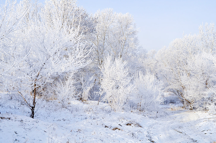 snow, frost, landscape, nature, trees, forest, snow banks