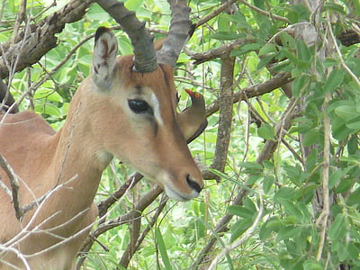 Impala, África, animal, mamífero, herbívoro, macho, close-up
