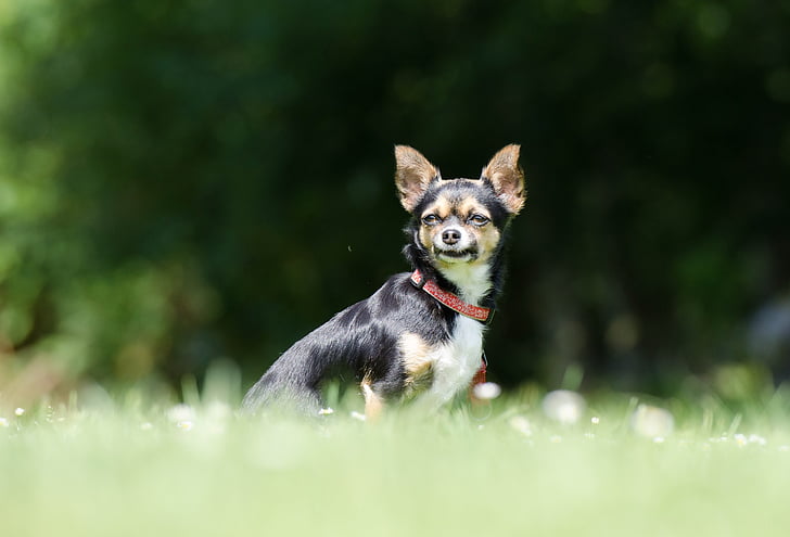 Chihuahua, kolme värillinen, pieni, puhdasrotuinen koira, eksoottinen, näkymä, pieni koira