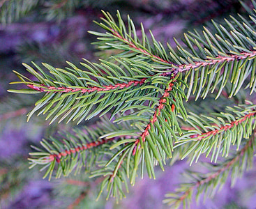 tannenzweig, aiguilles de pin, aiguilles, Direction générale de la, conifère, Christmas, arbre