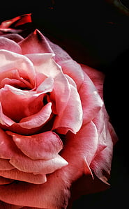 růžová, květ, Bloom, okvětní lístek, růže, závod, Příroda