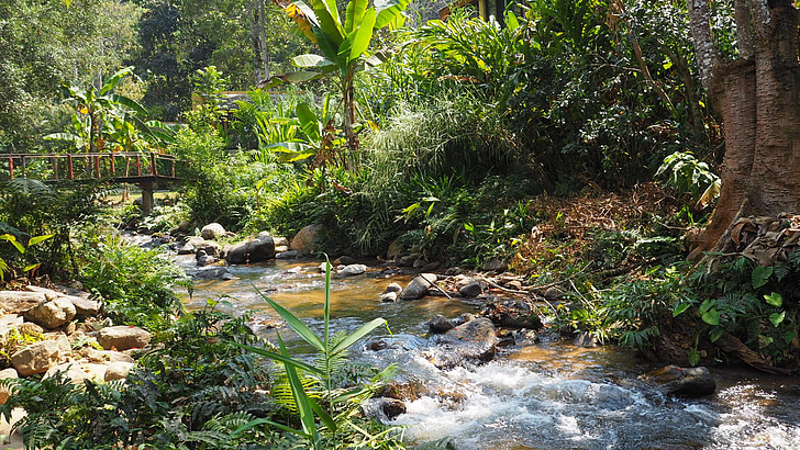 maekampong, Chiang mai Thailanda, Vezi, natura, Brook