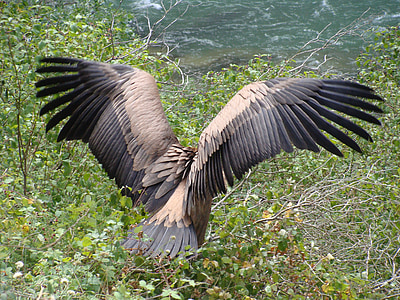 griffon vulture, bird of prey, lumbier