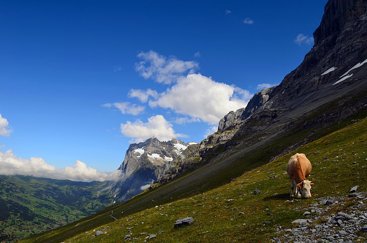 Grindelwald, Grindelwald, alpesi, táj, rock, csúcstalálkozó, hegyi táj
