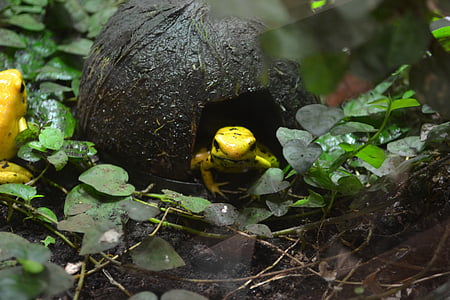 Златен отрова жаба, жаба, phyllobates terribilis, Златната стрела жаба, жълт отрова жаба, Златната отрова стрела жаба, жаба на тропическите гори