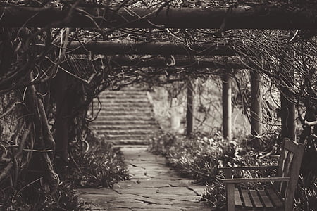 banc, en noir et blanc, plantes, escaliers, arbre