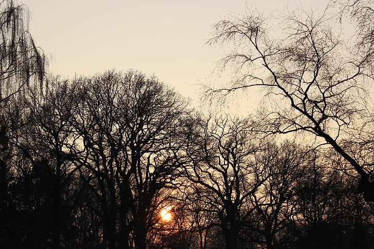 sunset, winter, trees, sun, sky, tree, nature