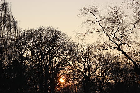 zonsondergang, winter, bomen, zon, hemel, boom, natuur