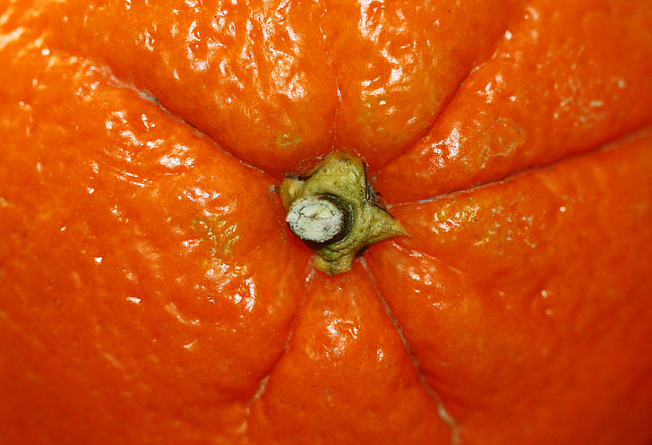 สีส้ม, ผลไม้, ผลไม้ส้ม, ก้าน, มีสุขภาพดี, ผลไม้ส้ม, frisch