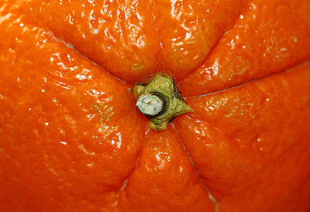Orange, ovocie, citrusové plody, stonka, zdravé, citrusové plody, Frisch