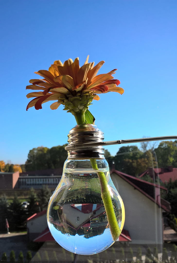 flower, vase, window, the light bulb, clear sky, no people, blue
