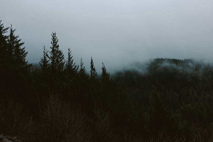 sea, clouds, cloud, forest, mist, fog, nature