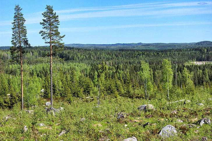 natura, finlandesa, paisatge finlandesa, cel, l'estiu, bosc, turons