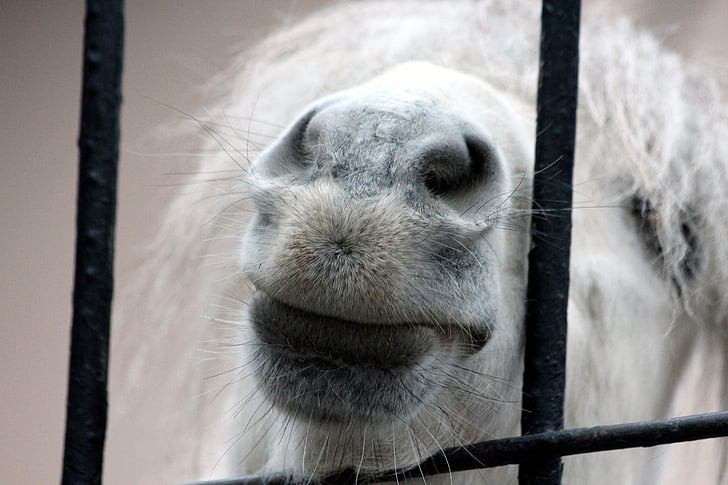 pony, snout, small horse, white pony, zoo, the nostrils, lips