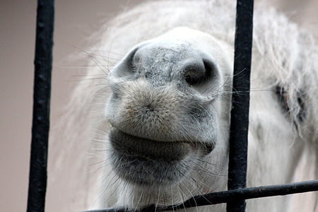 Pony, moncong, kuda kecil, kuda putih, kebun binatang, lubang hidung, bibir