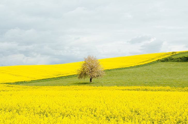 Panorama, Fotograafia, ühe, puu, keskel, kollane, petaled