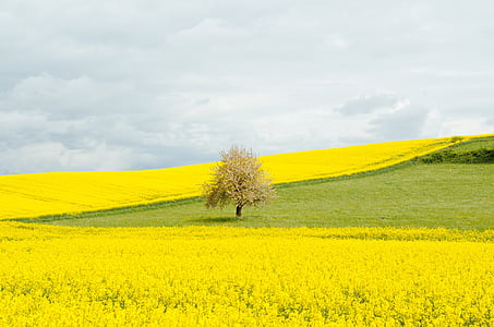 panorama, photography, single, tree, middle, yellow, petaled