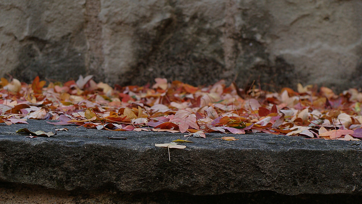 autumn, nature, golden autumn, leaves, trees, pavement, wall