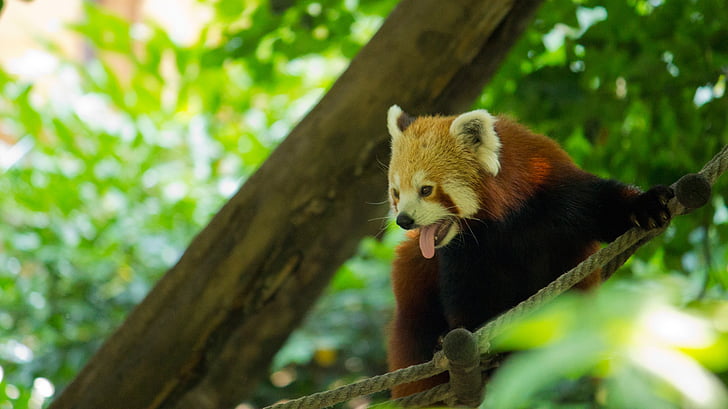 Panda, drevo, srčkano, živalski vrt, narave, prosto živeče živali, čudovit