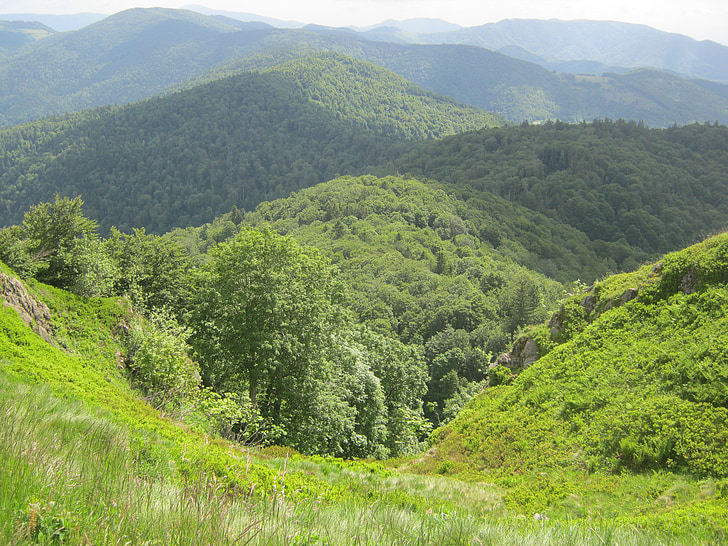 Vosges, Hill, skog, fotturer