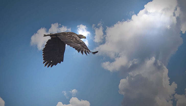 hvid hale eagle, Kummerower, søen, flyvende, et dyr, Spred vingerne, luften