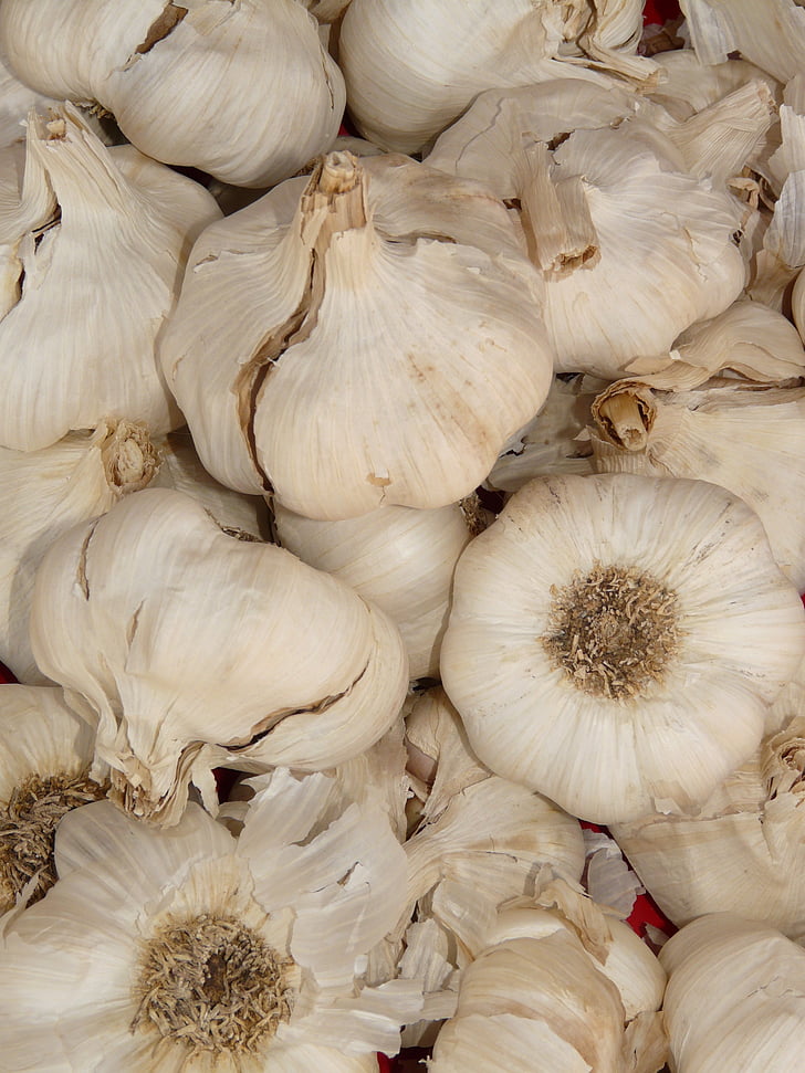 garlic, sharp, aromatic, tuber, substantial, smell, medicinal plant